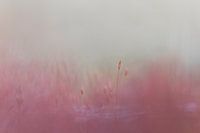 Soft focus in colour - solitary or triptych