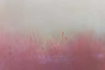 Zachte focus in kleur - solitair of drieluik van Ellen Metz