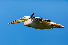 Pelicans in the Danube Delta by Roland Brack