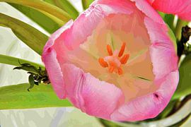 Tulpe von Huub Westendorp