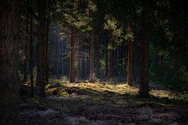 Woods, see-through with sun by Roelinda Tip