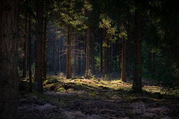 Bos, doorkijkje met zon van Roelinda Tip