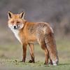 Modelling Red Fox! van Robert Kok