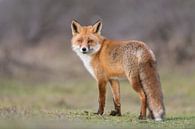 Modelling Red Fox! van Robert Kok thumbnail