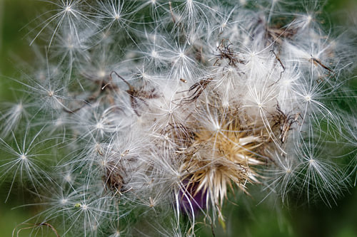 Distel im Biesbosch