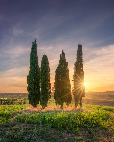 Cipressen bij zonsondergang in Bibbona, Toscane, Italië