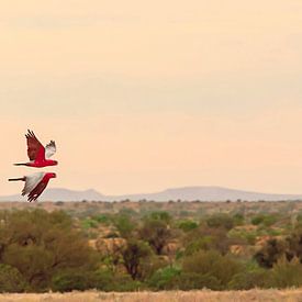 Two flying rose cockatoos in Australian Outback by Henk van den Brink