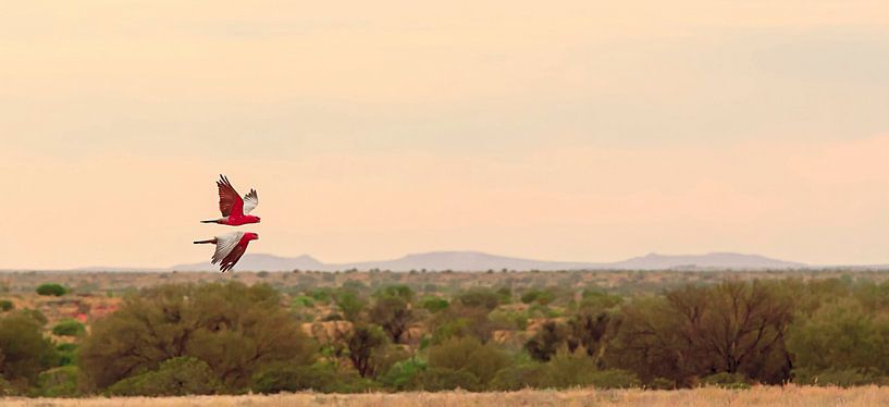 Two flying rose cockatoos in Australian Outback by Henk van den Brink