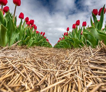 Red Tulips 2020 E by Alex Hiemstra