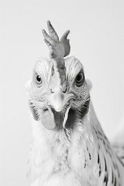 Black and white chicken portrait by Poster Art Shop