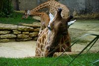 Giraffe isst Gras