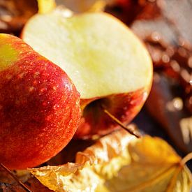 Jonagold appel op herfstbladeren in warm zonlicht van Seasons of Holland
