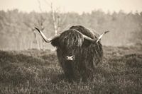 Highlander cow