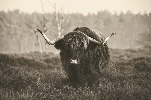 Hooglander