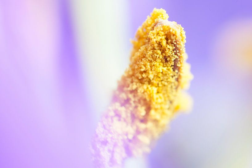 Pollen by Ester Ammerlaan