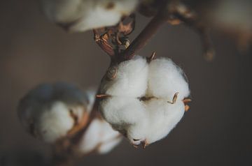 Warm Cotton - Katoen bolletjes van Byroosmarijn