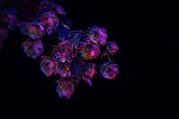 Fleurs plante à raisin .