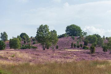 Heidelandschap met heidebloesem, Wilseder Berg, Wilsede, Natuurpark Lüneburger Heide, Nedersaksen, D van Torsten Krüger