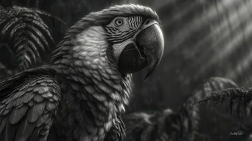 zwart-wit papegaai-kaketoe-ara