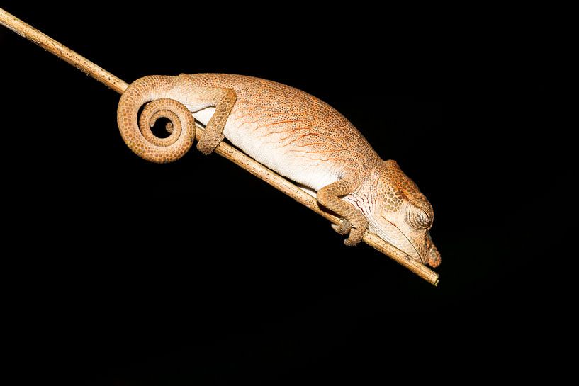 Calumma nasutum par Dennis van de Water