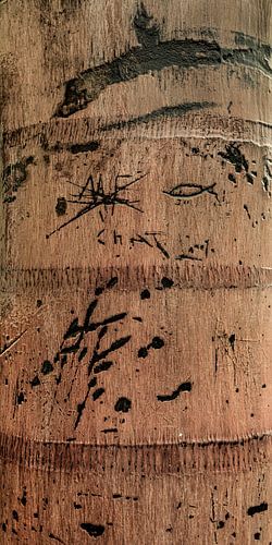 Palm met grafische tekening 1. Canarische Eilanden.