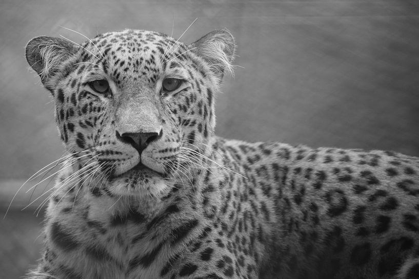 Leopard in black and white by Sasja van der Grinten