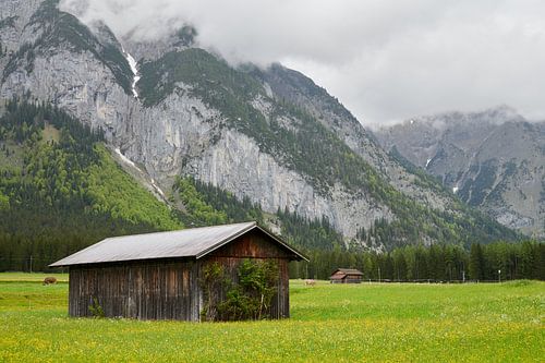 Paysage de montagne autrichien avec grange en bois dans une prairie avec des fleurs jaunes.