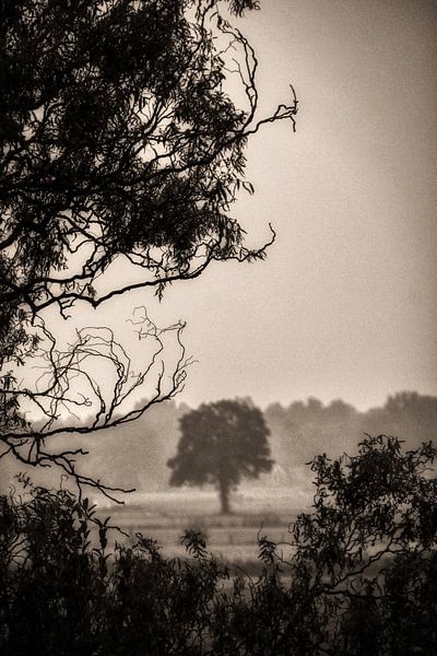 Der einsame Baum von Patrick Teeling