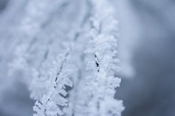 macrofoto van sneeuw en rijp in de natuur
