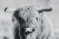 Schotse hooglander op de Veluwe portret, zwart-wit van Melissa Peltenburg thumbnail