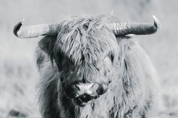 Schotse hooglander op de Veluwe portret, zwart-wit