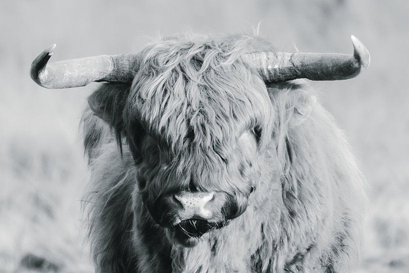 Schotse hooglander op de Veluwe portret, zwart-wit van Melissa Peltenburg