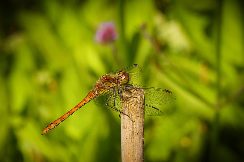 Heidelibel (Sympetrum) par Sara in t Veld Fotografie