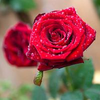 rose