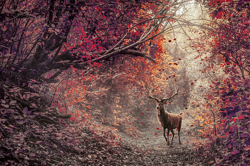 Hirsch im roten Wald – warmer Herbstwald an der Wand