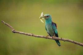Rouleau, Coracias garrulus.