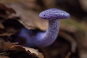 Der Rotkohlpilz, so ein schöner Name