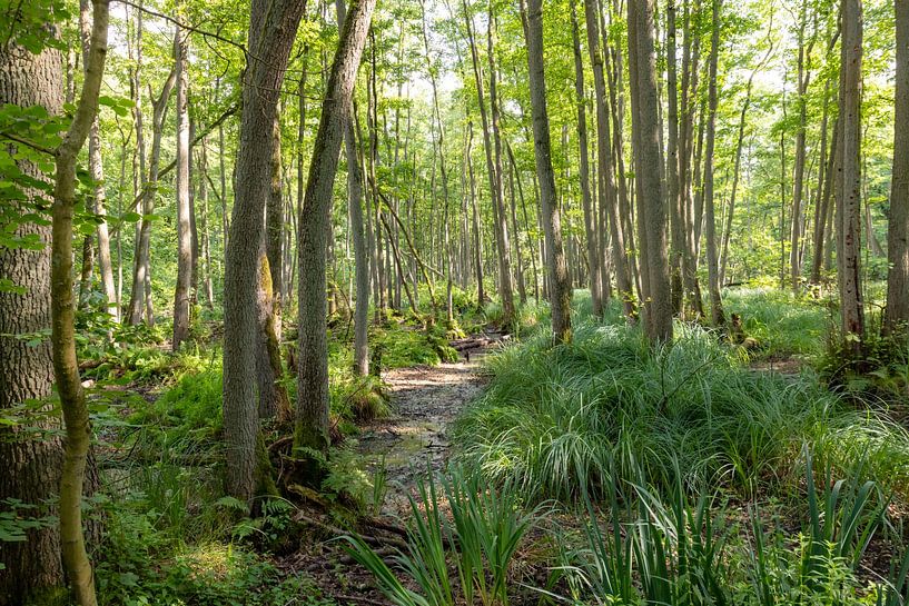 German peat forest by Hans-Jürgen Janda