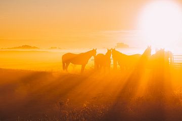 Des chevaux dans le brouillard au lever du soleil sur Maria-Maaike Dijkstra