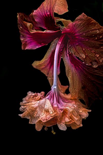 Hanging flower by Lucas De Beleyr
