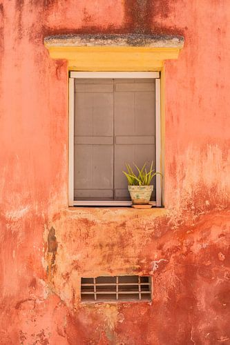 Fenêtre jaune avec un cactus devant un mur rouge toscan