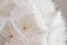 La paix ornementale naturelle : un petit coin de nature sur Marjolijn van den Berg