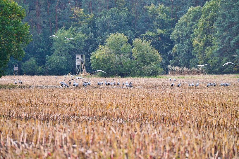 Cranes on a harvested field by Martin Köbsch