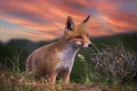Where's Mommy Fox?