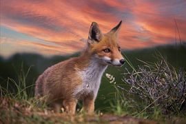 Where's Mommy Fox? by Maurice van de Waarsenburg