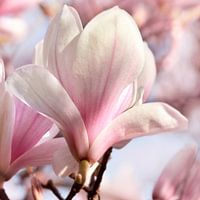 Magnolia