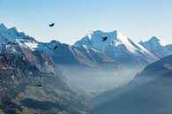 Vogelflug durch die Schweizer Alpen von Hidde Hageman Miniaturansicht