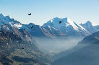 Bird flight through the Swiss Alps