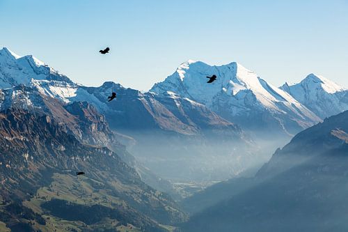 Vol d'oiseaux à travers les Alpes suisses