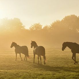 Paarden in de Gouden Mist van Charlene van Koesveld